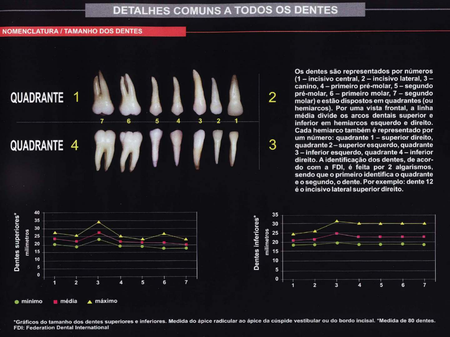 Anatomia De Dentes Permanentes Anatomia E Escultura Dental