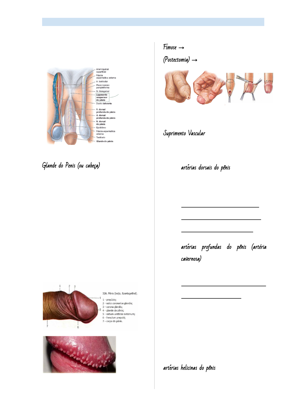 Anatomia do Genital Masculino - Anatomia I