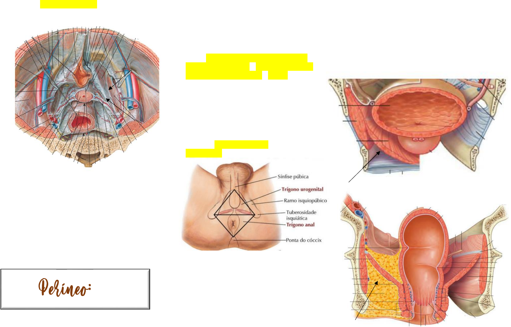 Anatomia da Pelve - Anatomia I