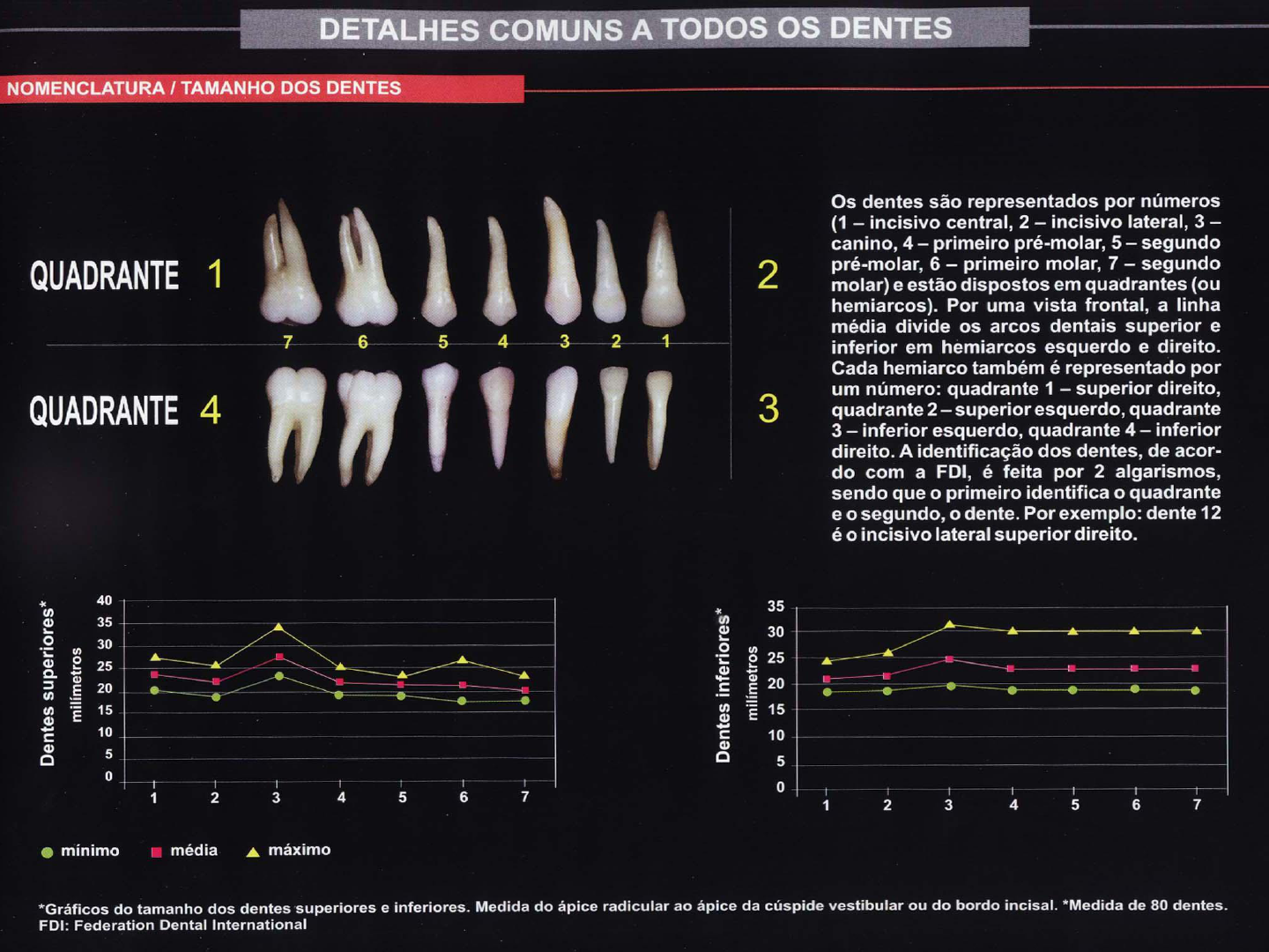 ANATOMIA DE DENTES PERMANENTES - Anatomia Dentária-cabeça E Pescoço