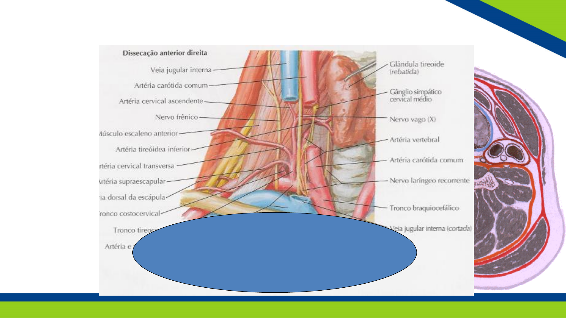 Thyroid Ilustrações, Vetores E Clipart De Stock – (8,993 Stock  Illustrations), image size:1920x1080
