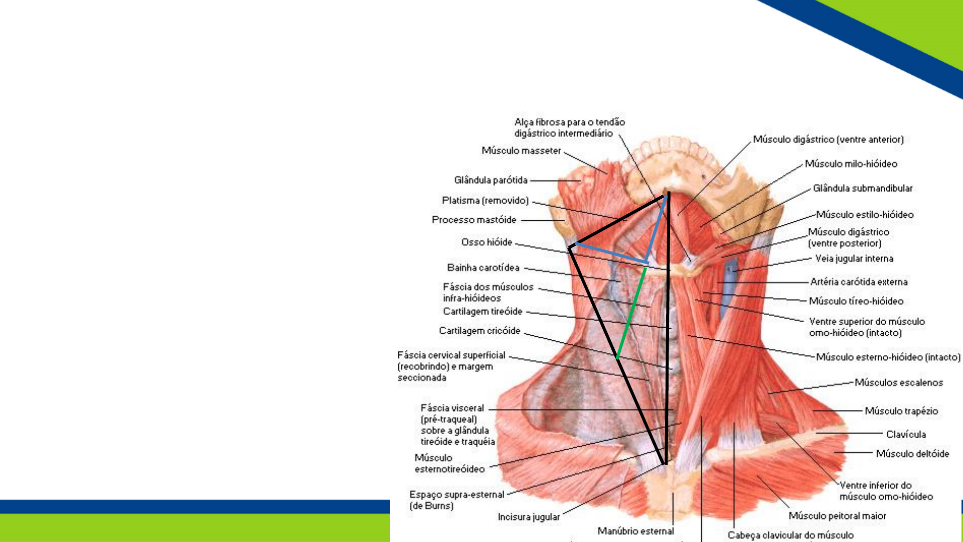 Grátis: Pescoço 1 - Slides - Material Claro e Objetivo em PDF para Estudo  Rápido, image size:1920x1080