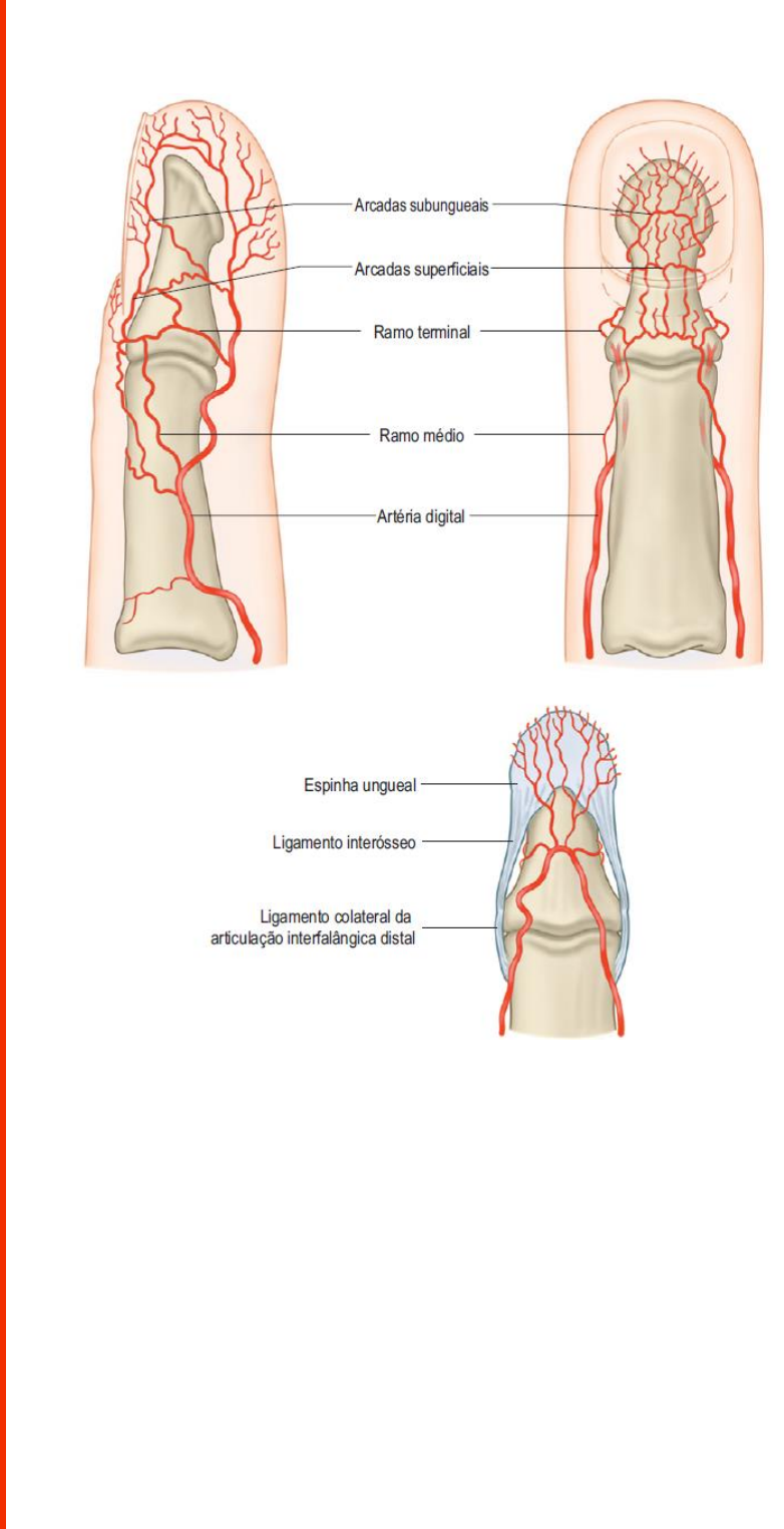 Grátis: [06 05 2020] Anatomia da Mão e Punho - Material Claro e Objetivo em  PDF para Estudo Rápido, image size:782x1525