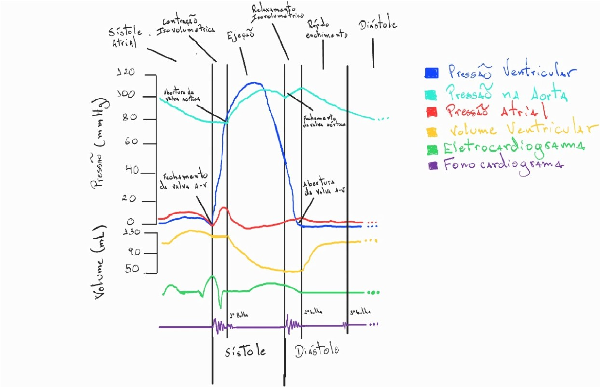 Diagrama De Valvula Cardiaca Sem Rotulo ABC Cardiol