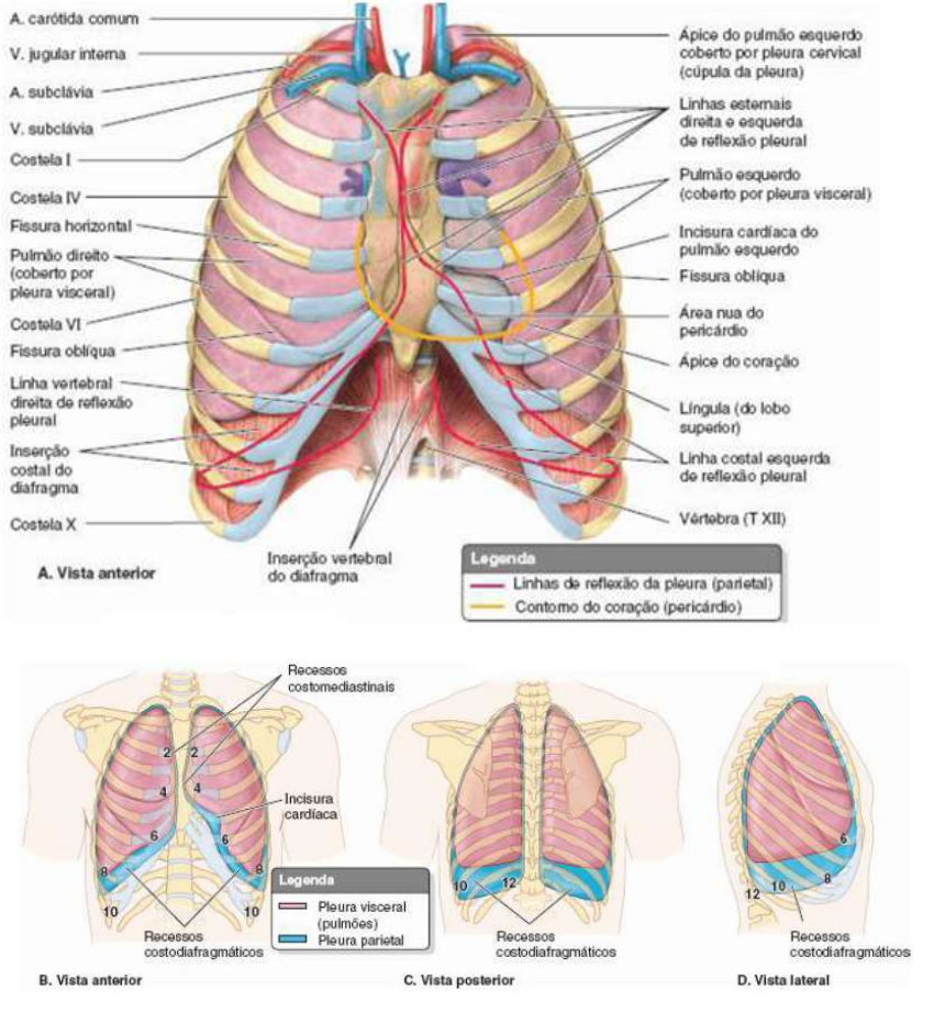 diagrama da cavidade torácica ossos