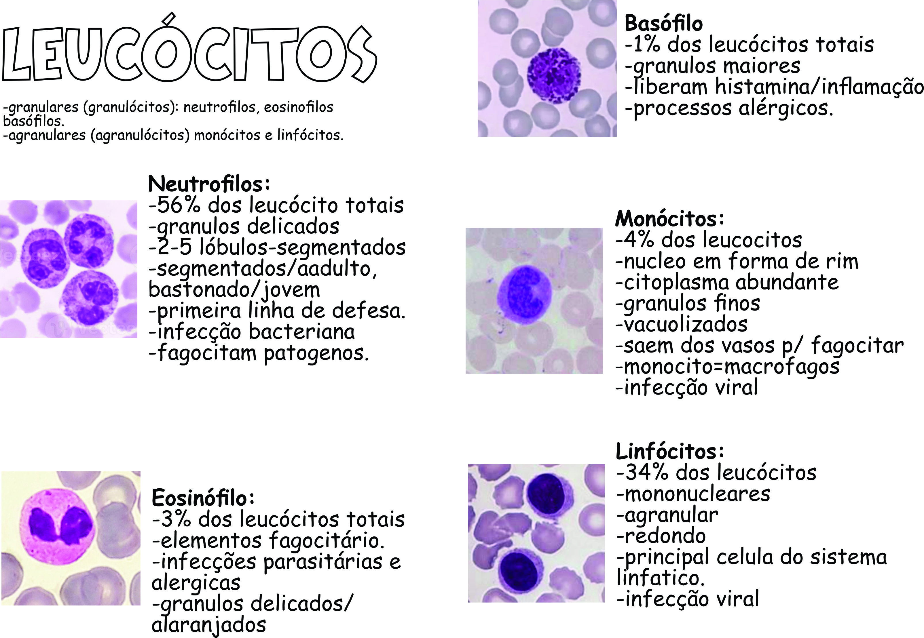 Mapa mental Hematologia 06 - Hematologia