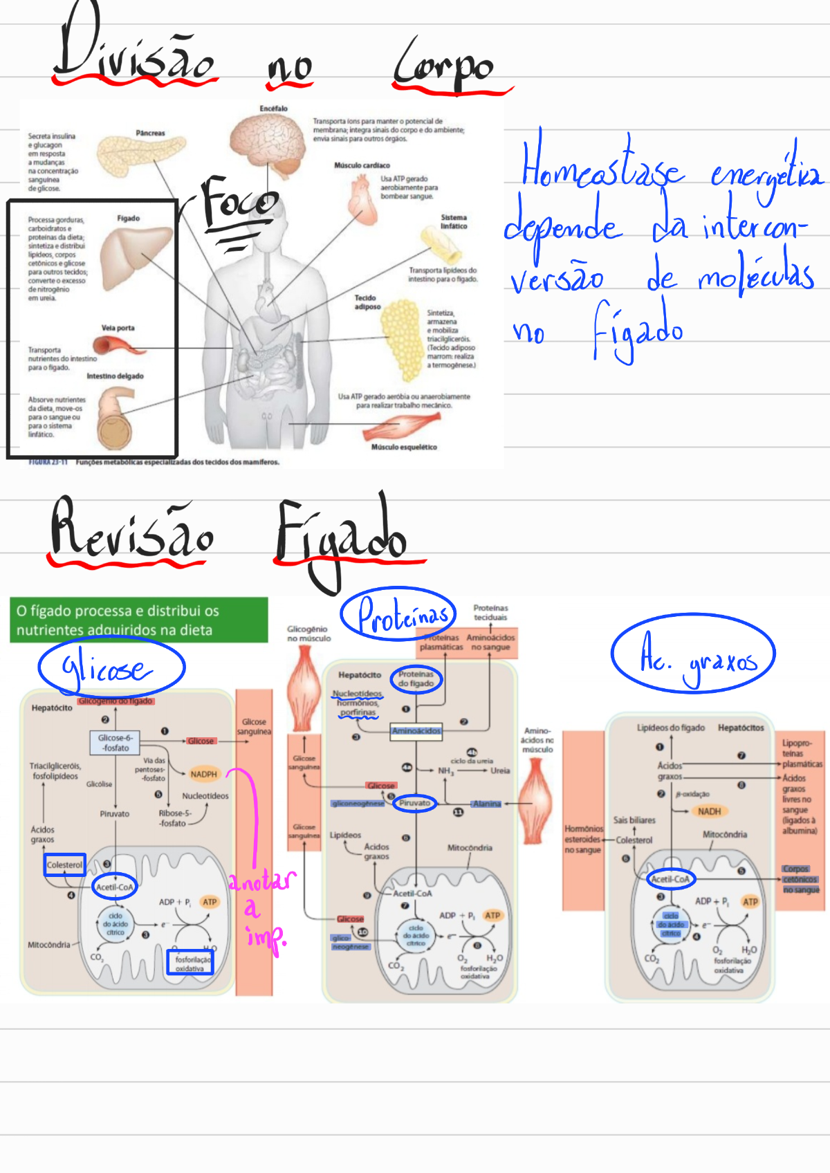 20 - Integração Do Metabolismo - Bioquímica I