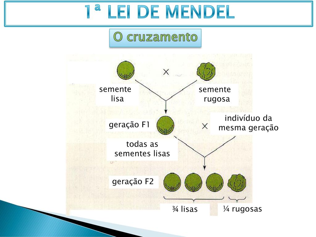 1ª LEI DE MENDEL - Ciências