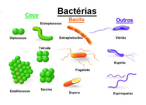 morfologia bacteriana - Microbiologia