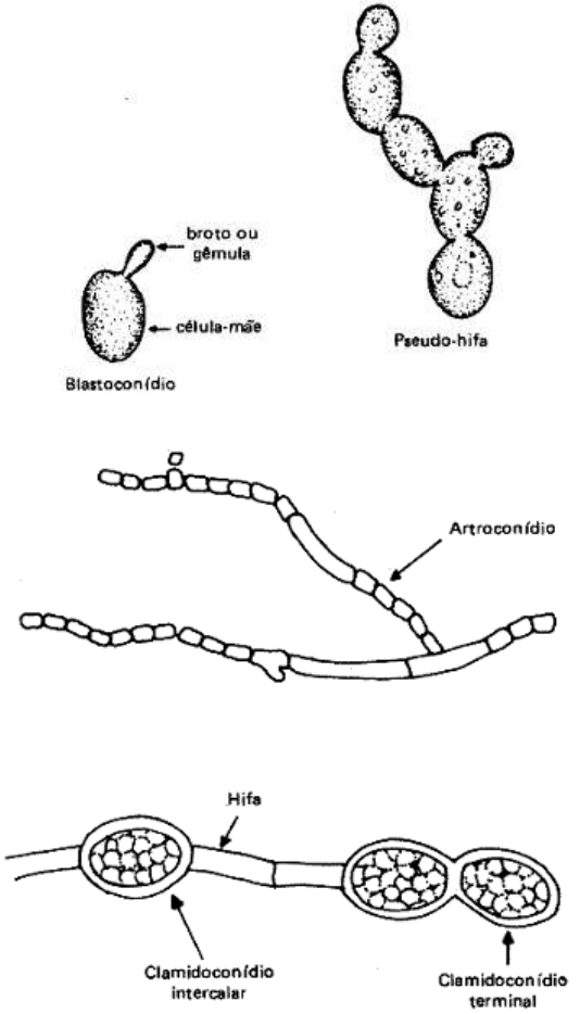 fungos-estrutura - Microbiologia