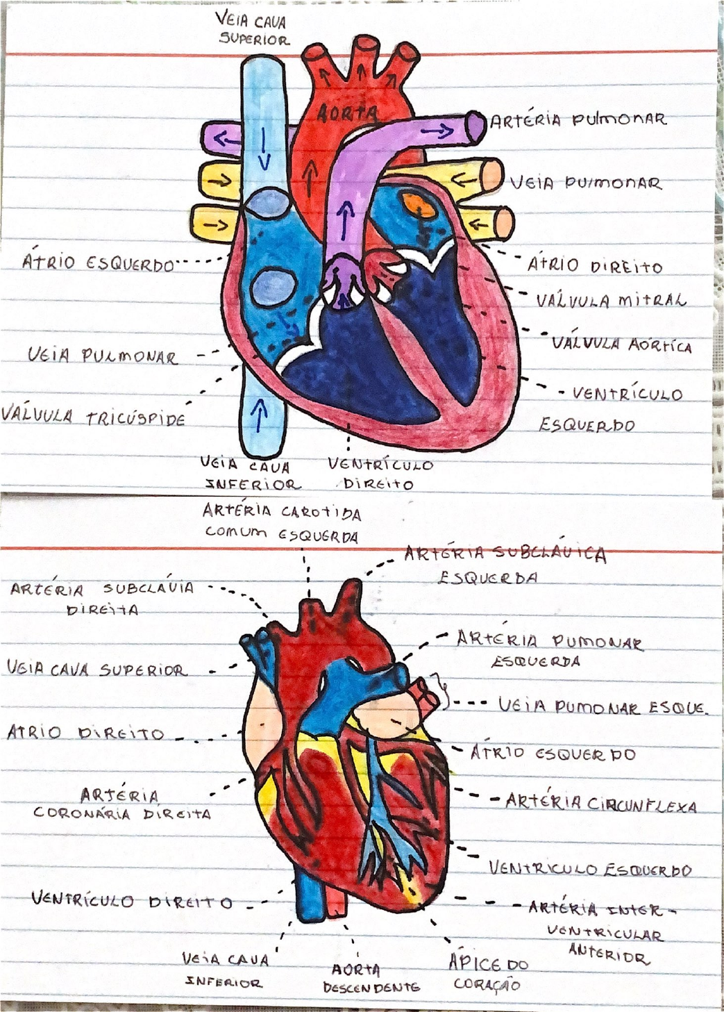 Desenho coracao - Anatomia Sistêmica