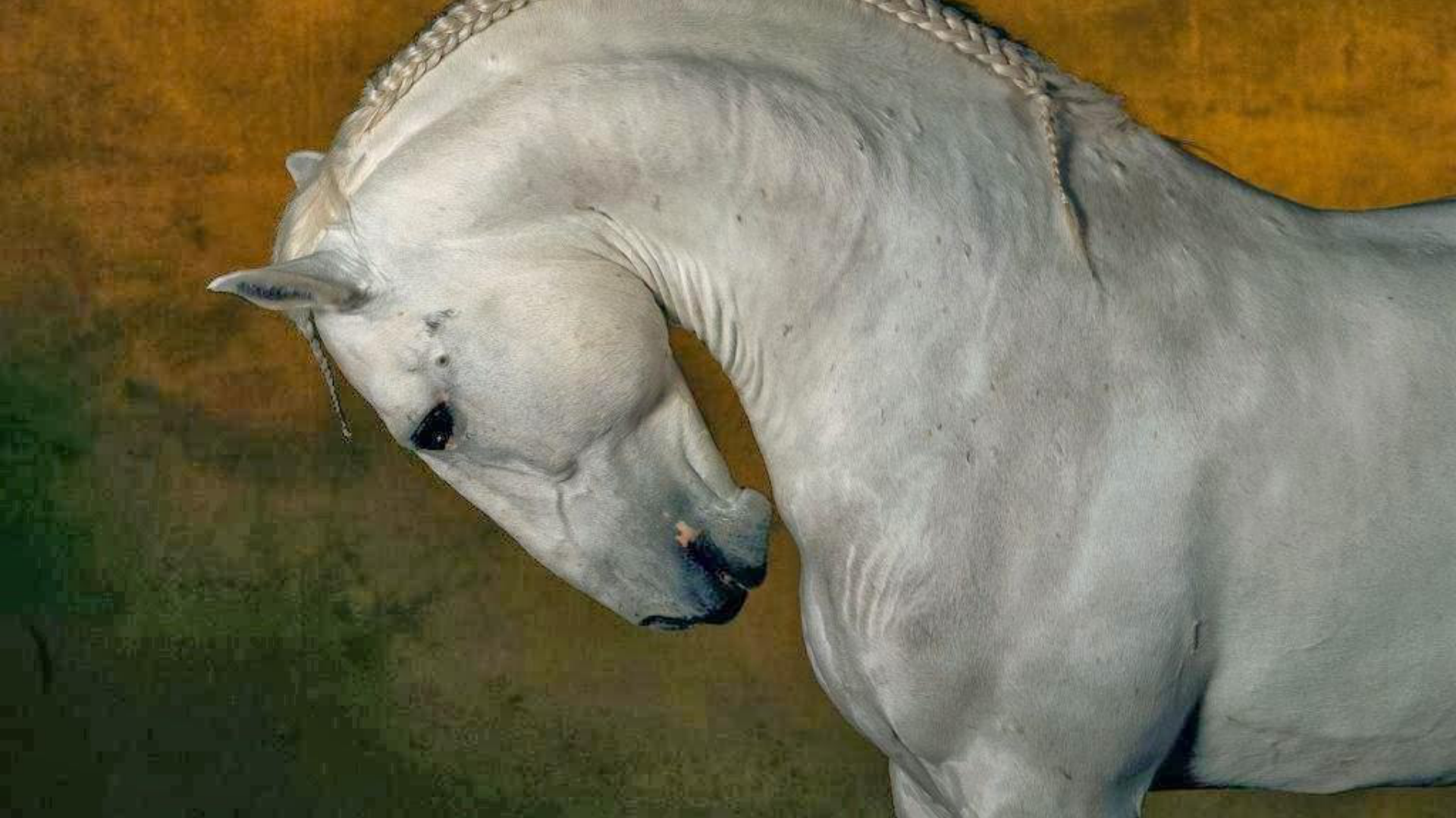 Cavalo Puro Sangue Lusitano Equideocultura Cavalo Puro Sangue Lusitano Equideocultura