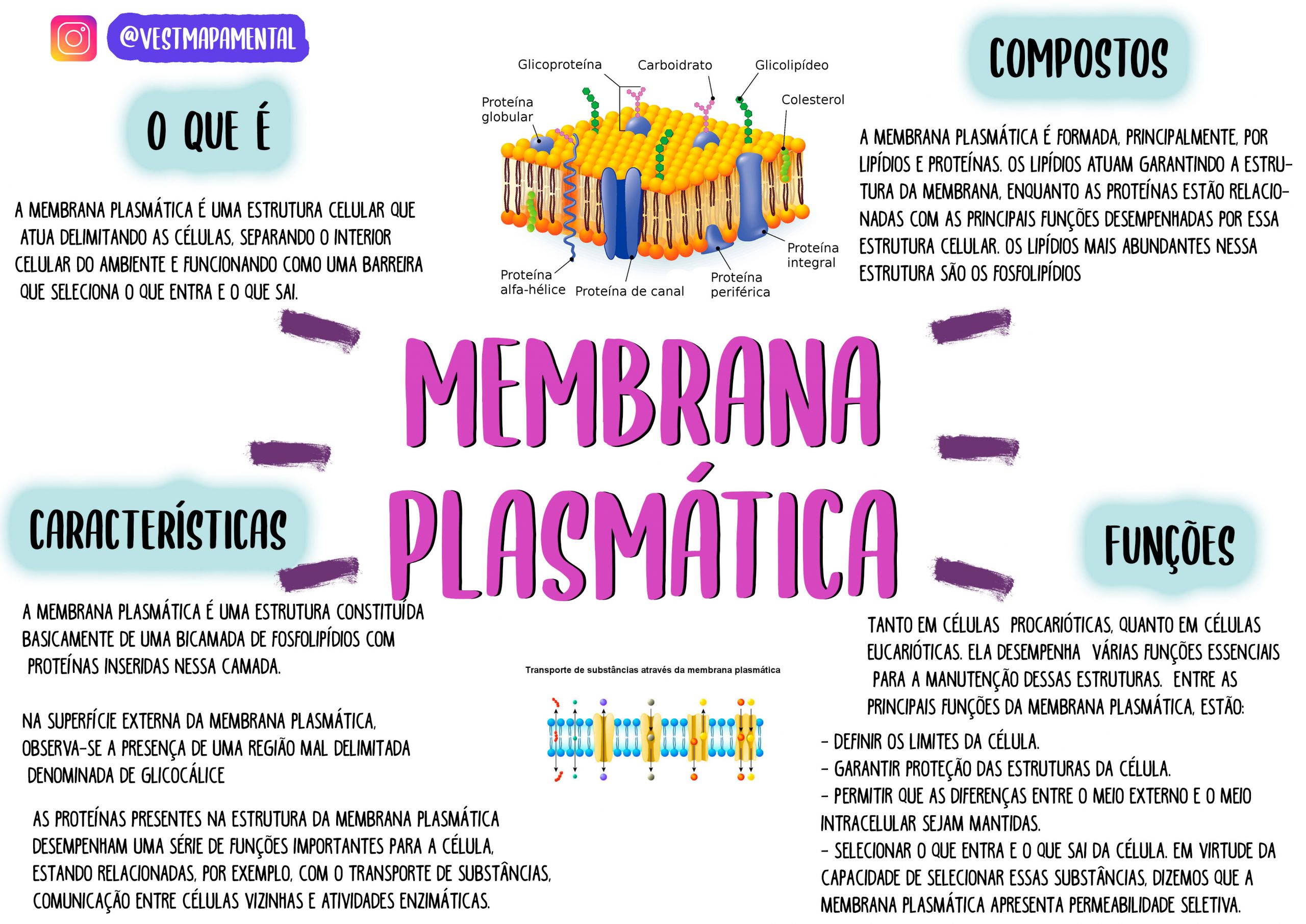 Mapa Mental Membrana Plasmatica Edupro