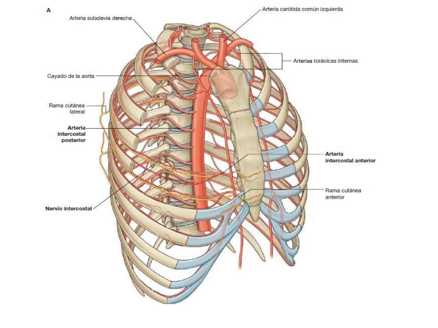 arterias intercostales anteriores