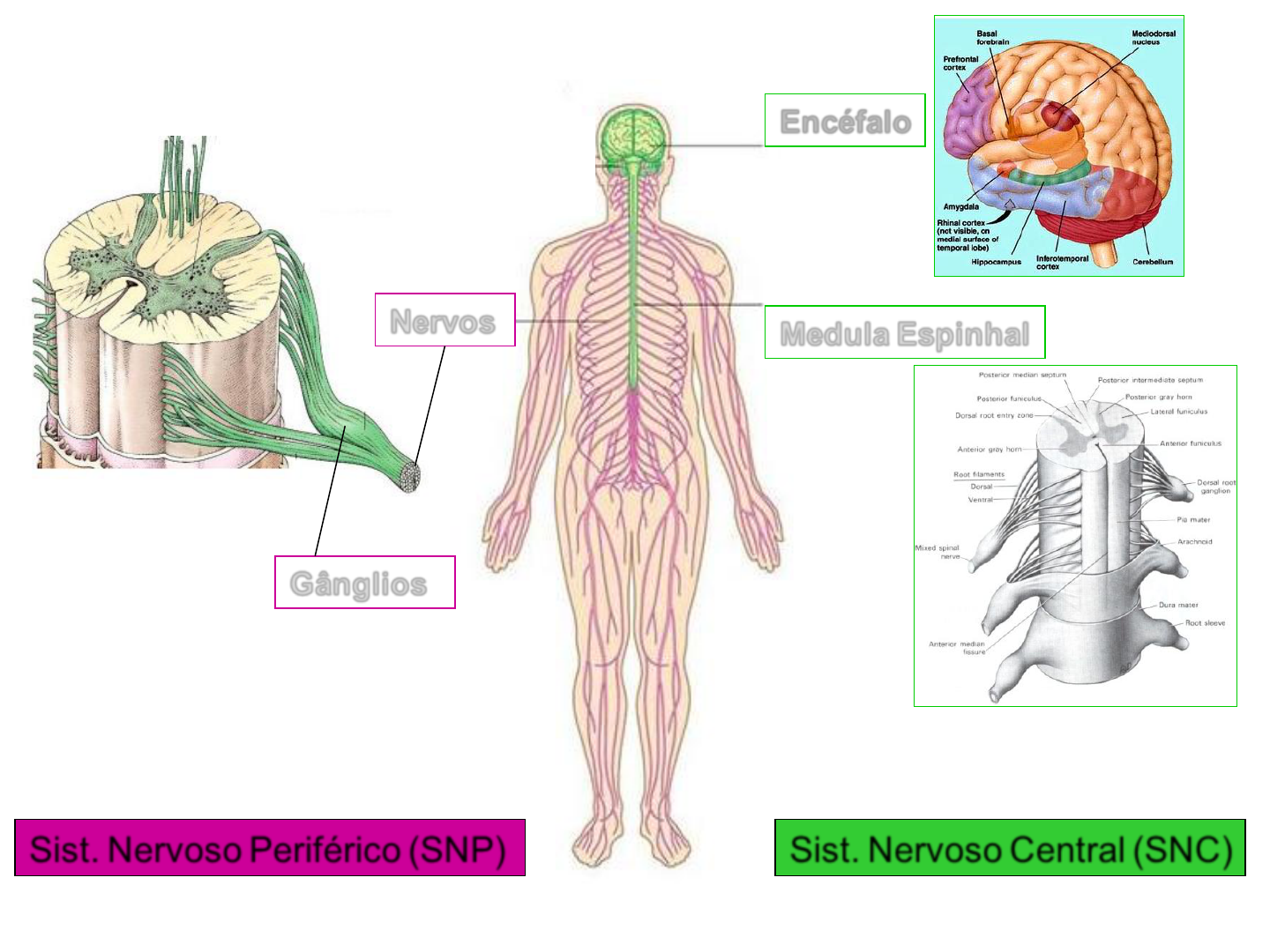 Sistema Nervoso Fmu Estrutura E Fun O Humana