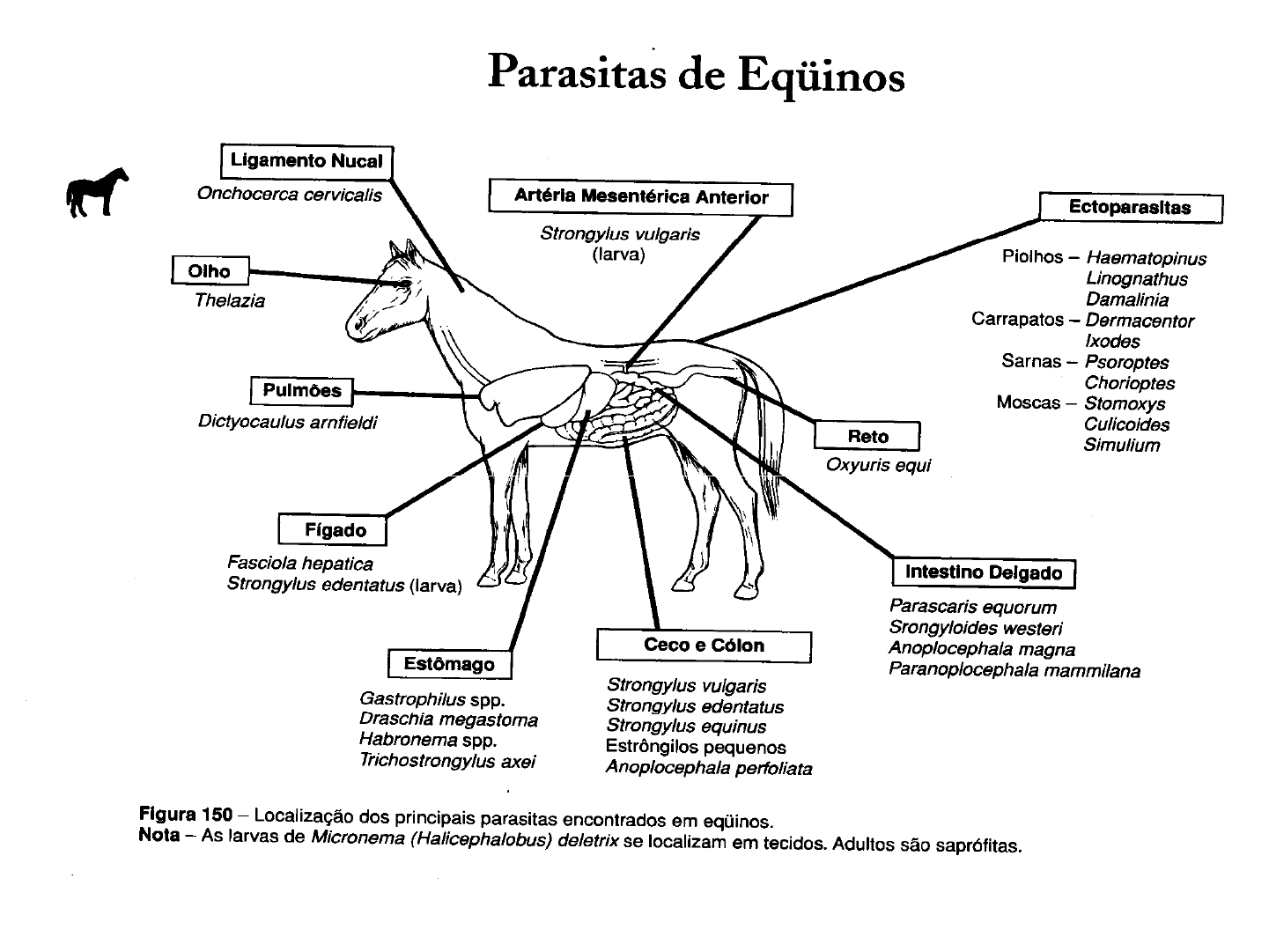 larvas de strongylus vulgaris