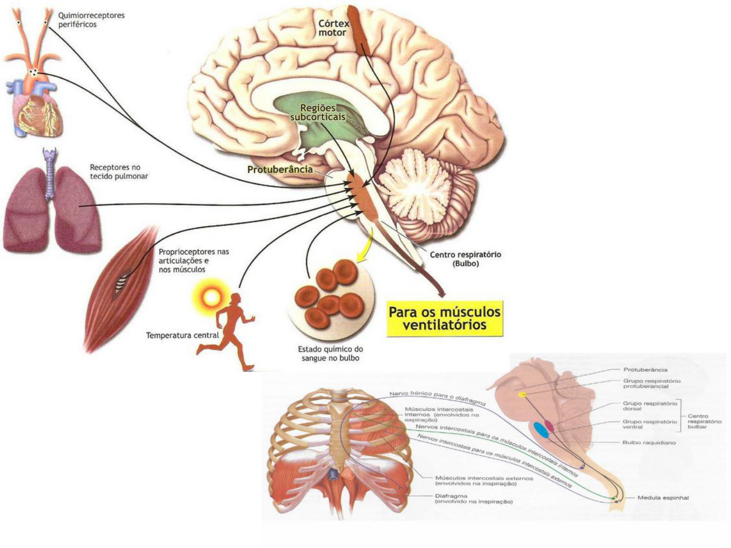 Diagrama De Formacao Reticular Formação Reticular E Anatomy