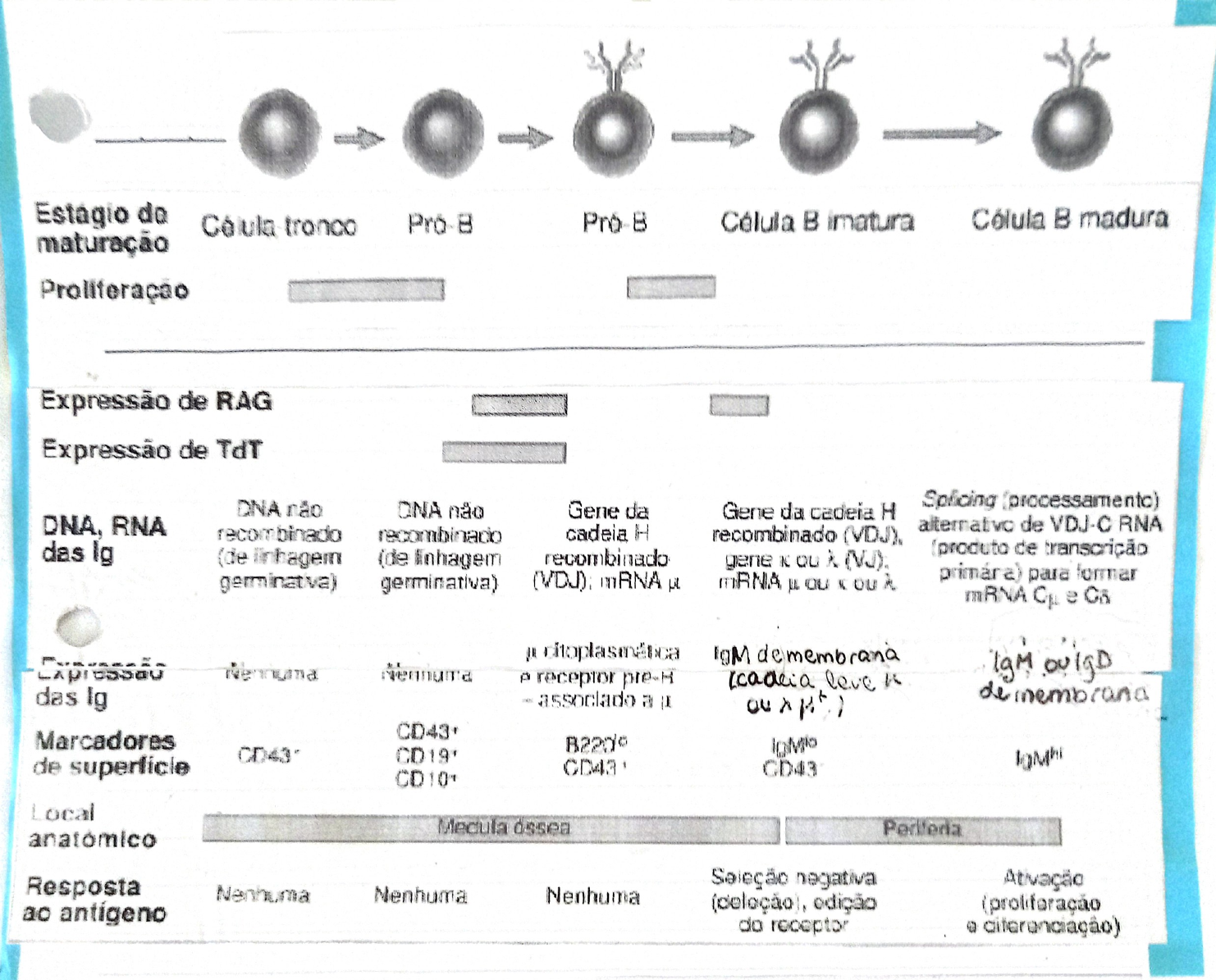 Desenvolvimento De Linfócitos B - Imunologia