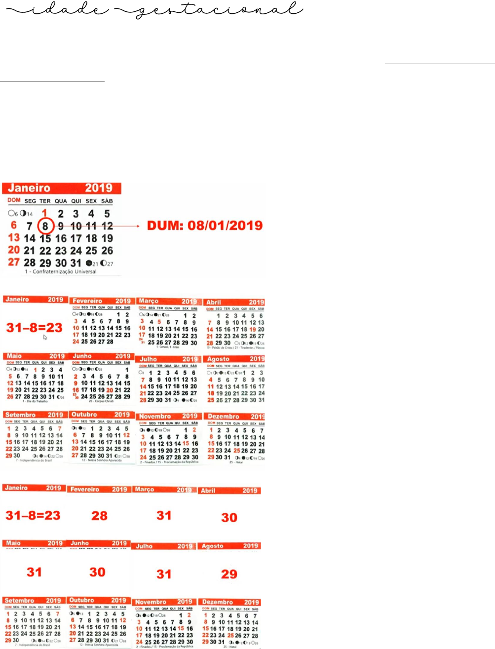 Calendário e Calculadora de Idade Gestacional