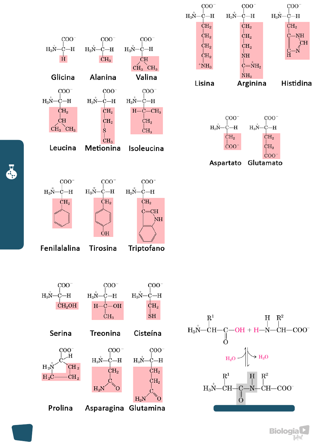 Grátis: BIOQUIMICA- APOSTILA- AMINOÁCIDOS - Material Claro e Objetivo em  PDF para Estudo Rápido, image size:1023x1430