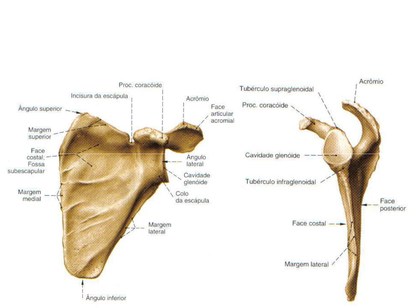 Aula Prática sobre Aparelho Locomotor - Porção Passiva - Osteologia do  Membro Torácico - Cintura Escapular e Braço