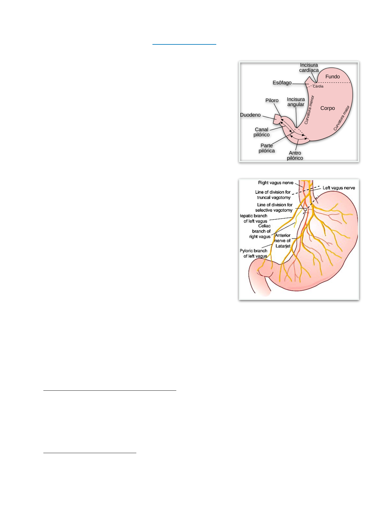 vagotomía y piloroplastia