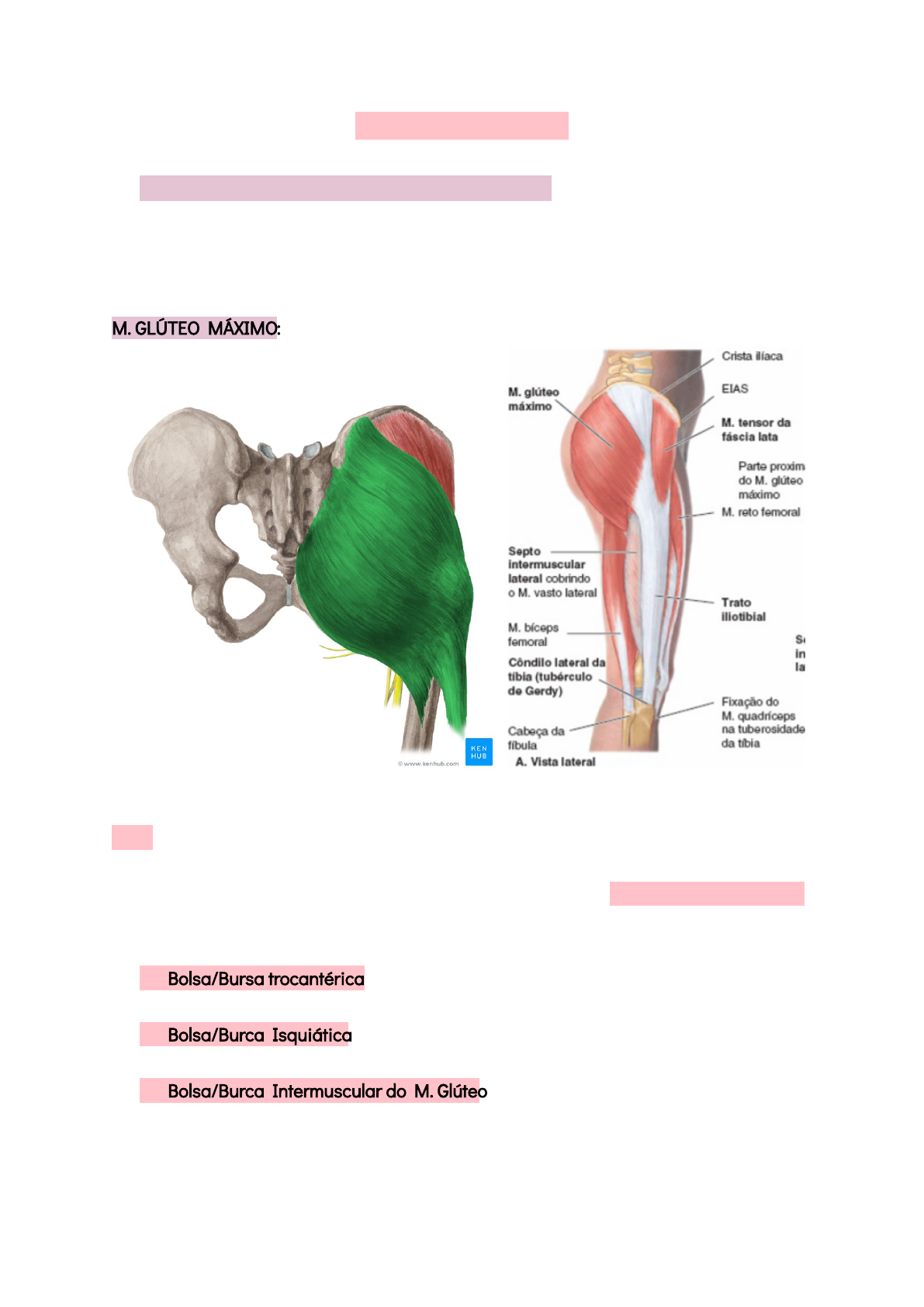 Trato iliotibial – Anatomia papel e caneta