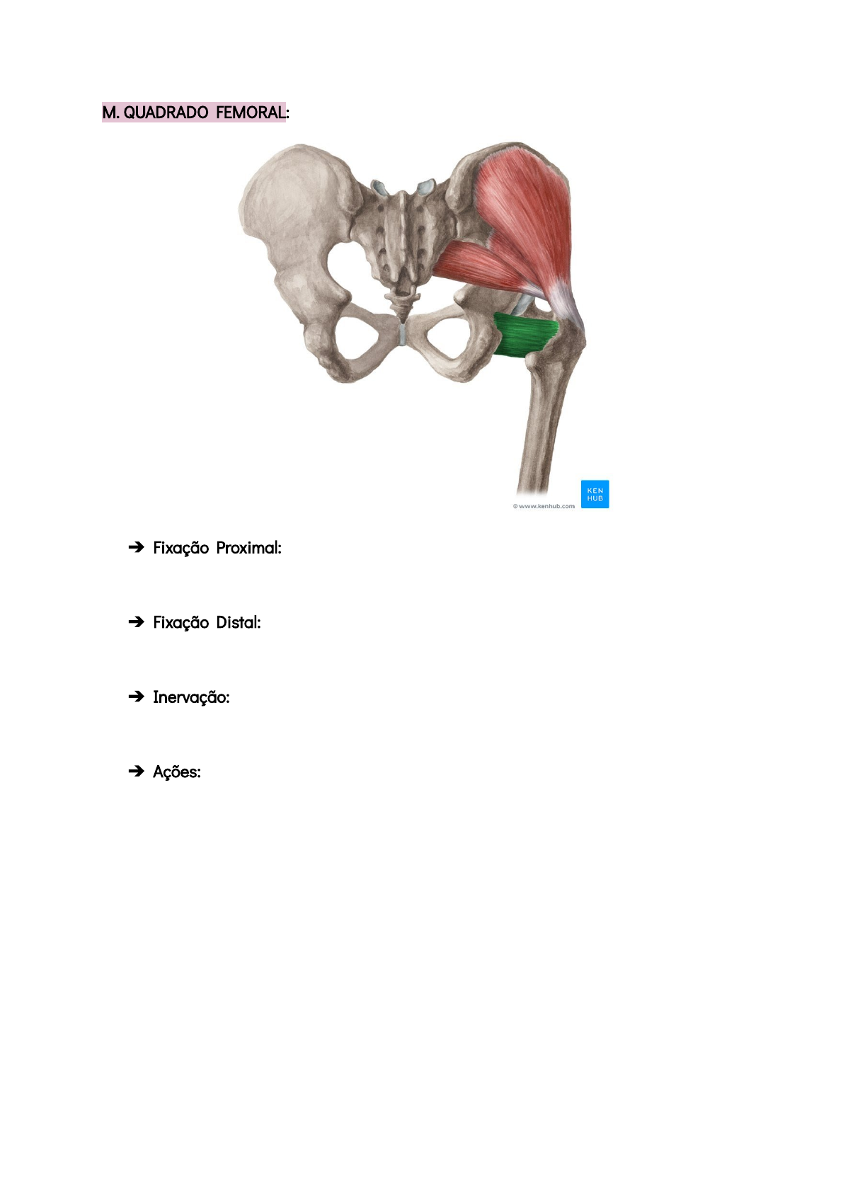 Trato iliotibial – Anatomia papel e caneta