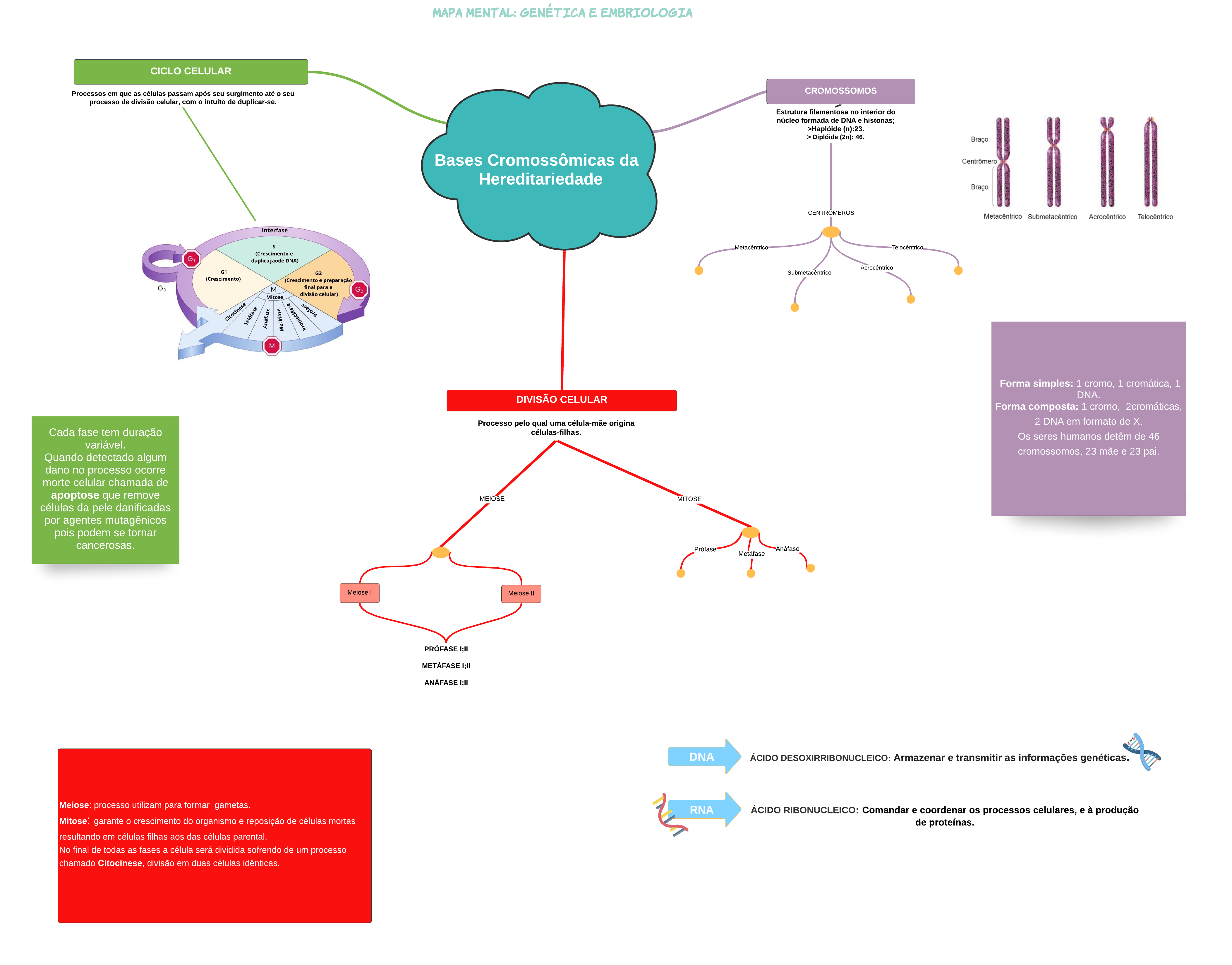 MAPA MENTAL - BASES CROMOSSÔMICAS HEREDITÁRIA - Genética e Embriologia