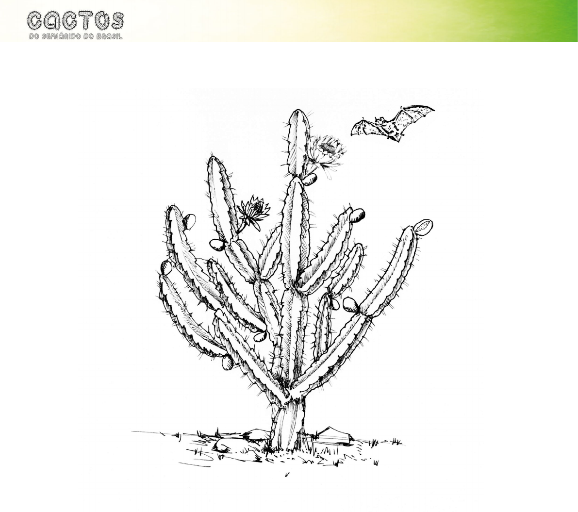 Cactaceae Saguaro Desenho, cacto preto, branco, mamífero, folha png