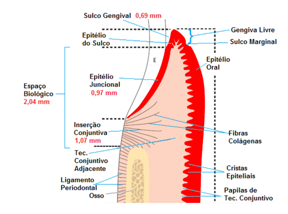 Periodontia Resumo Epitélio Oral Epitélio Juncional e Epitélio de Sulco Periodontia