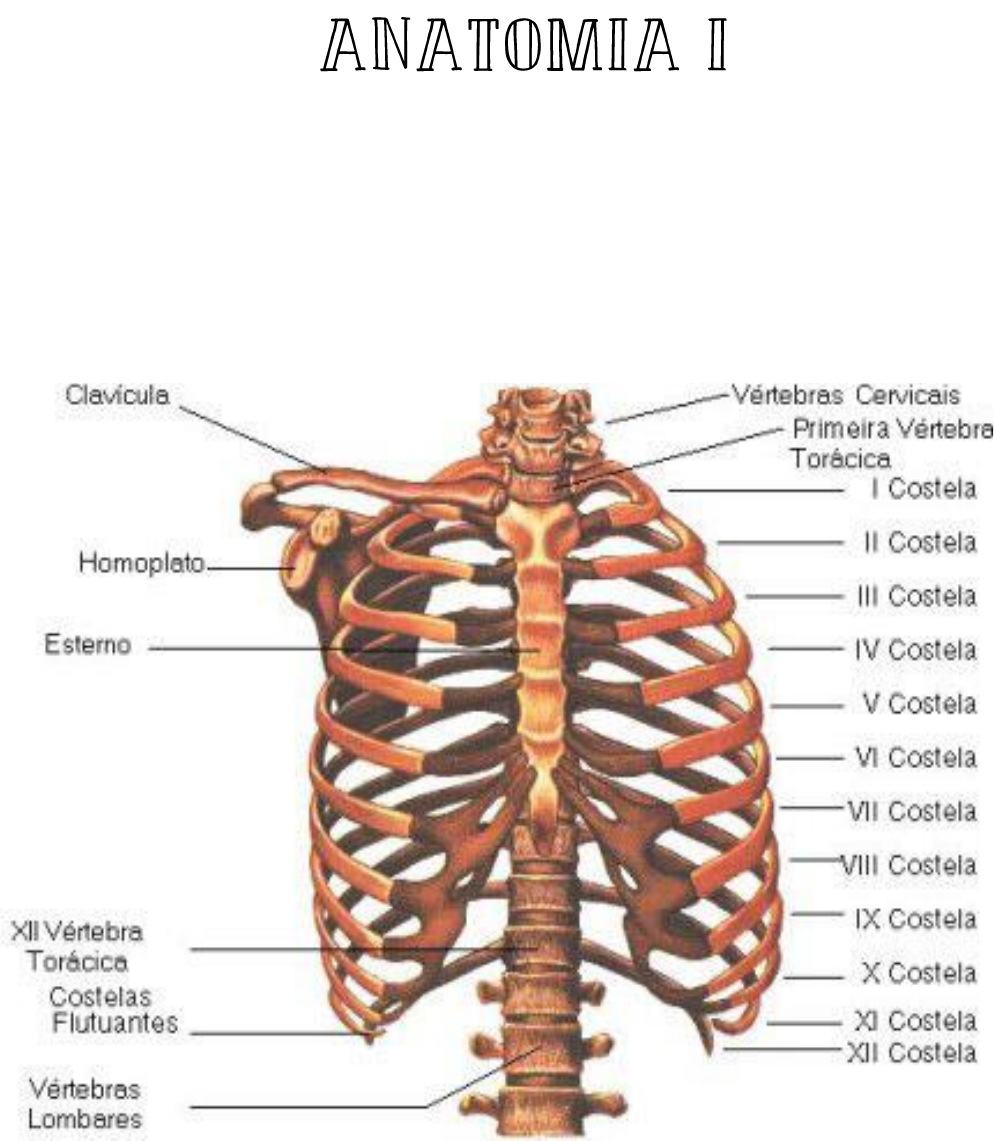 diagrama da cavidade torácica ossos