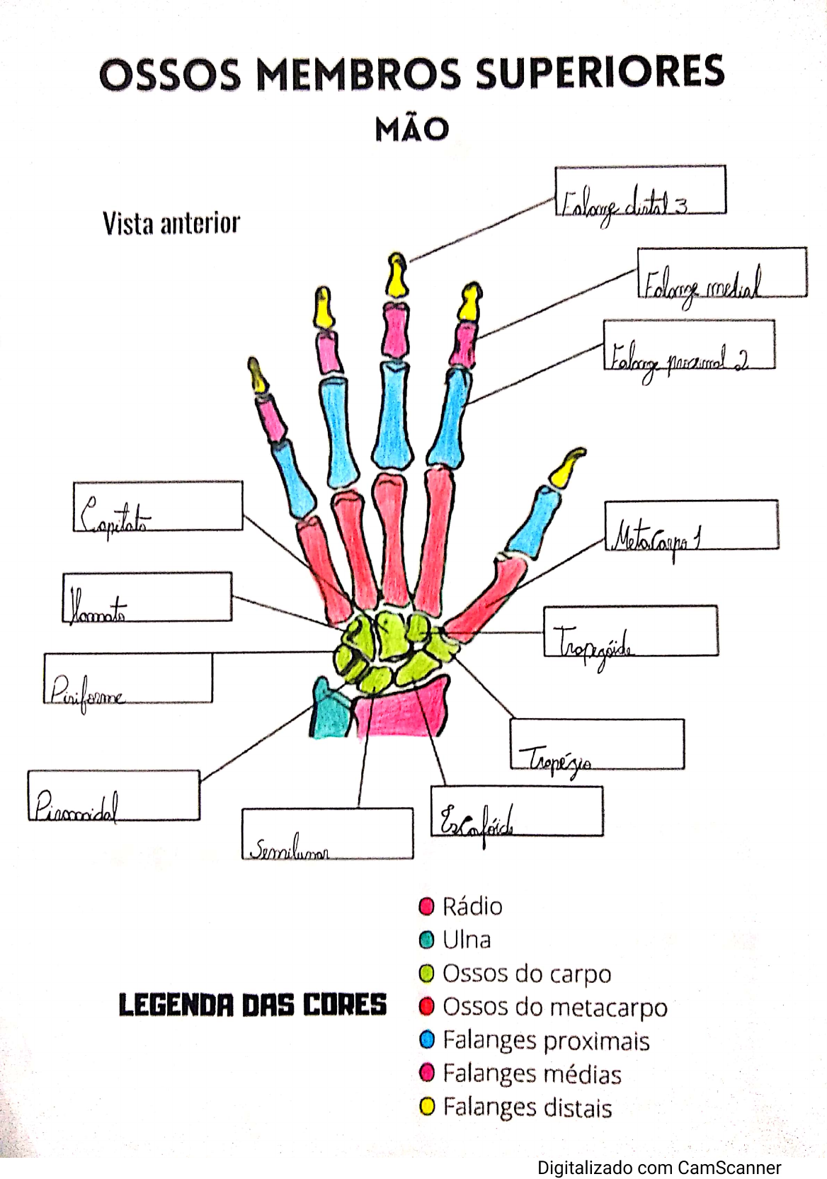 Cbito Y Radio Anatomia Dos Ossos Anatomia Corpo Humano Anatomia Ossos