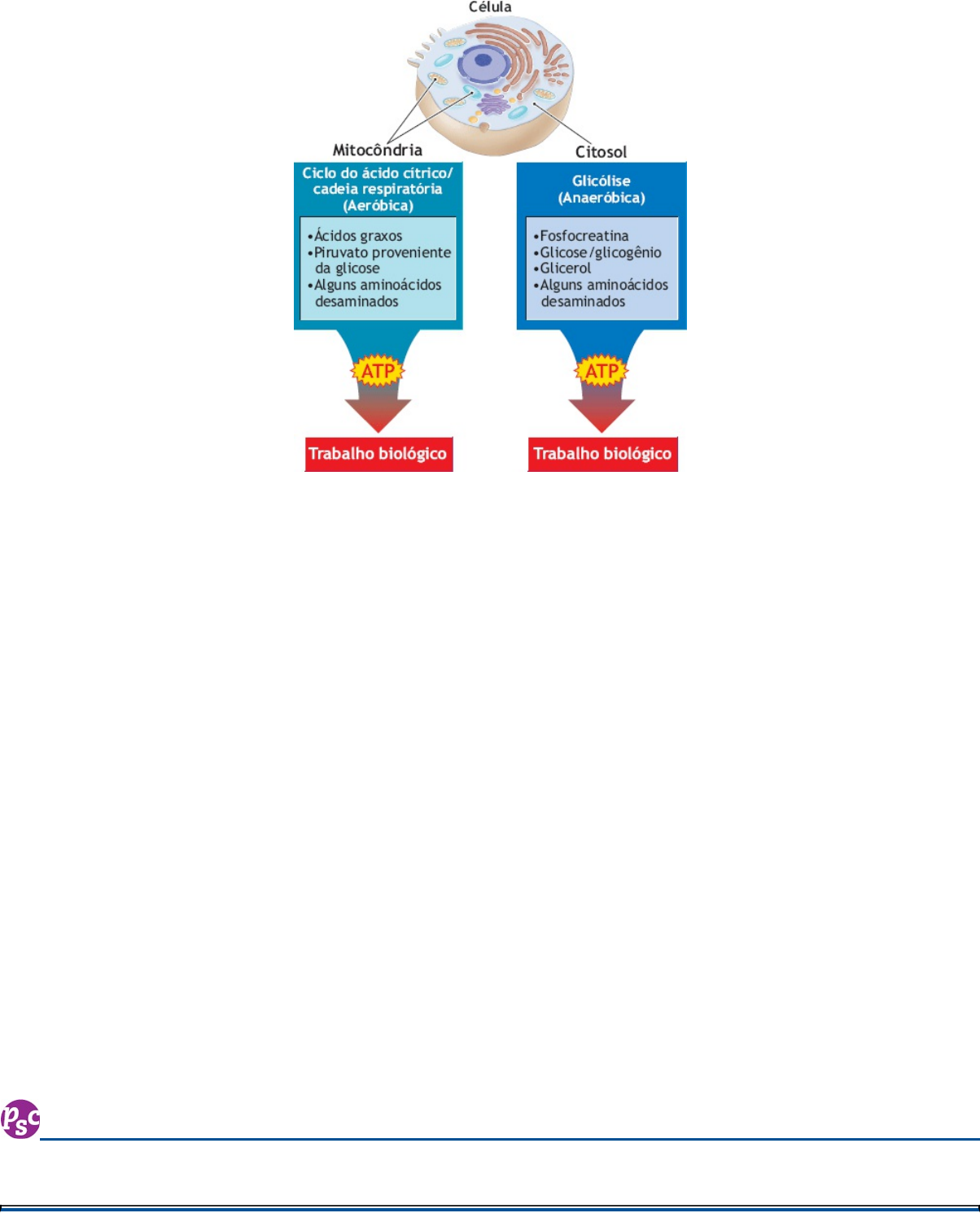 Biologia - Teórico - VOLUME2 | PDF | Ecossistema | Ecologia, image size:1204x1491