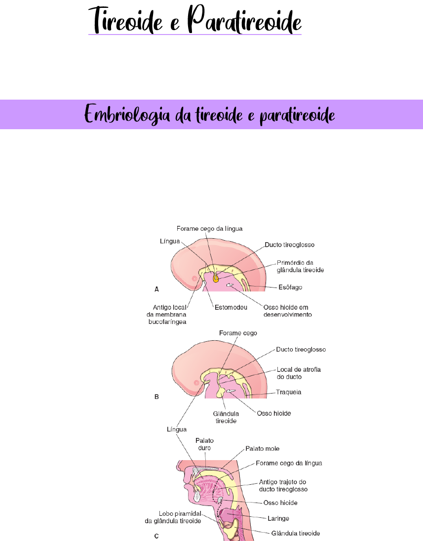 Grátis: Tireoide e Paratireoide - Material Claro e Objetivo em PDF para  Estudo Rápido, image size:857x1097