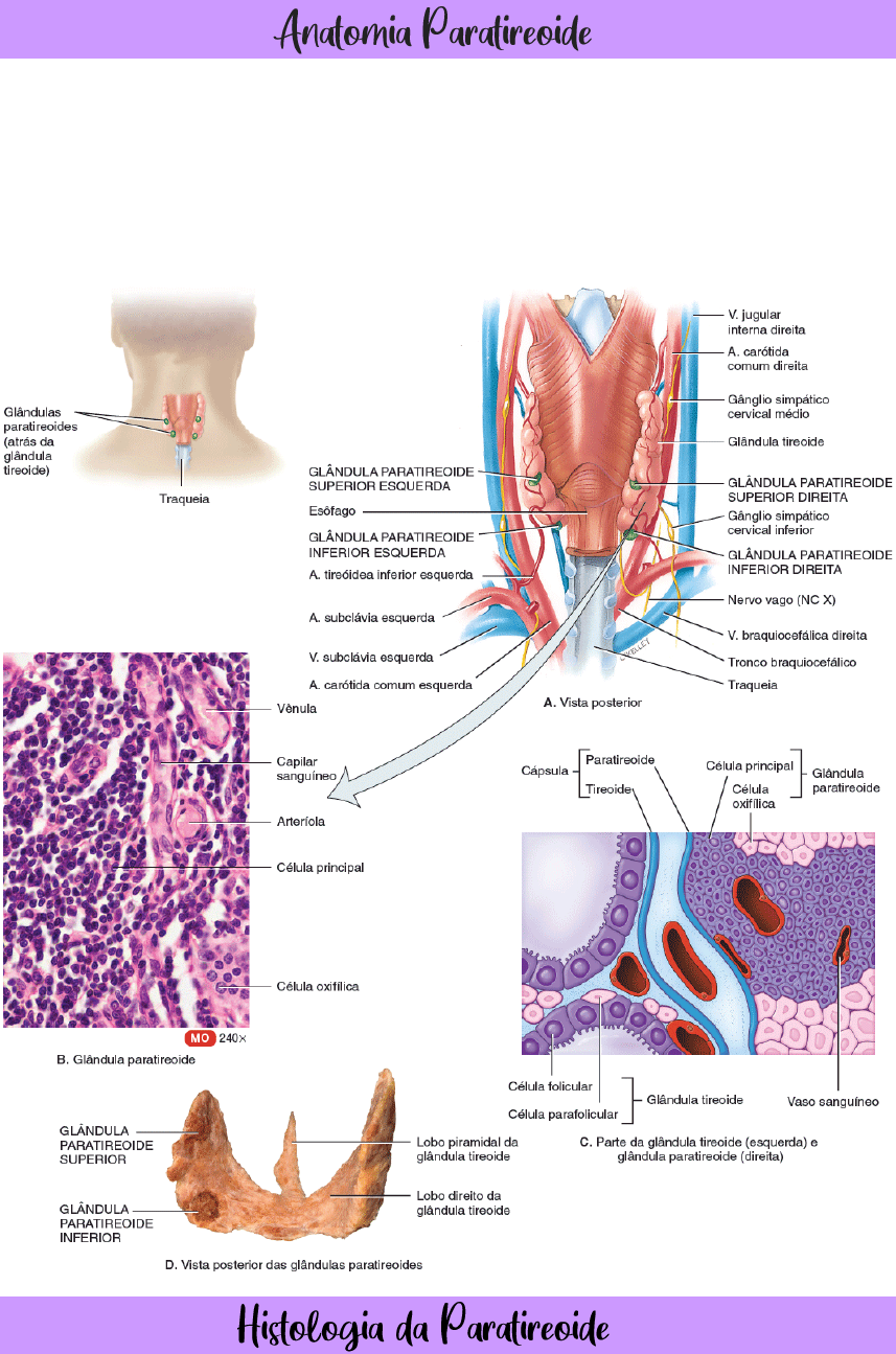 Grátis: Tireoide e Paratireoide - Material Claro e Objetivo em PDF para  Estudo Rápido, image size:857x1295