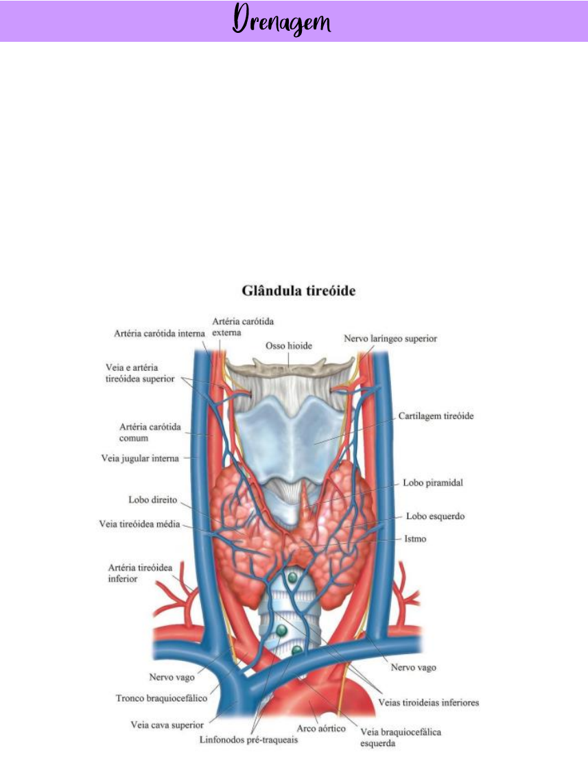 Grátis: Tireoide e Paratireoide - Material Claro e Objetivo em PDF para  Estudo Rápido, image size:857x1139