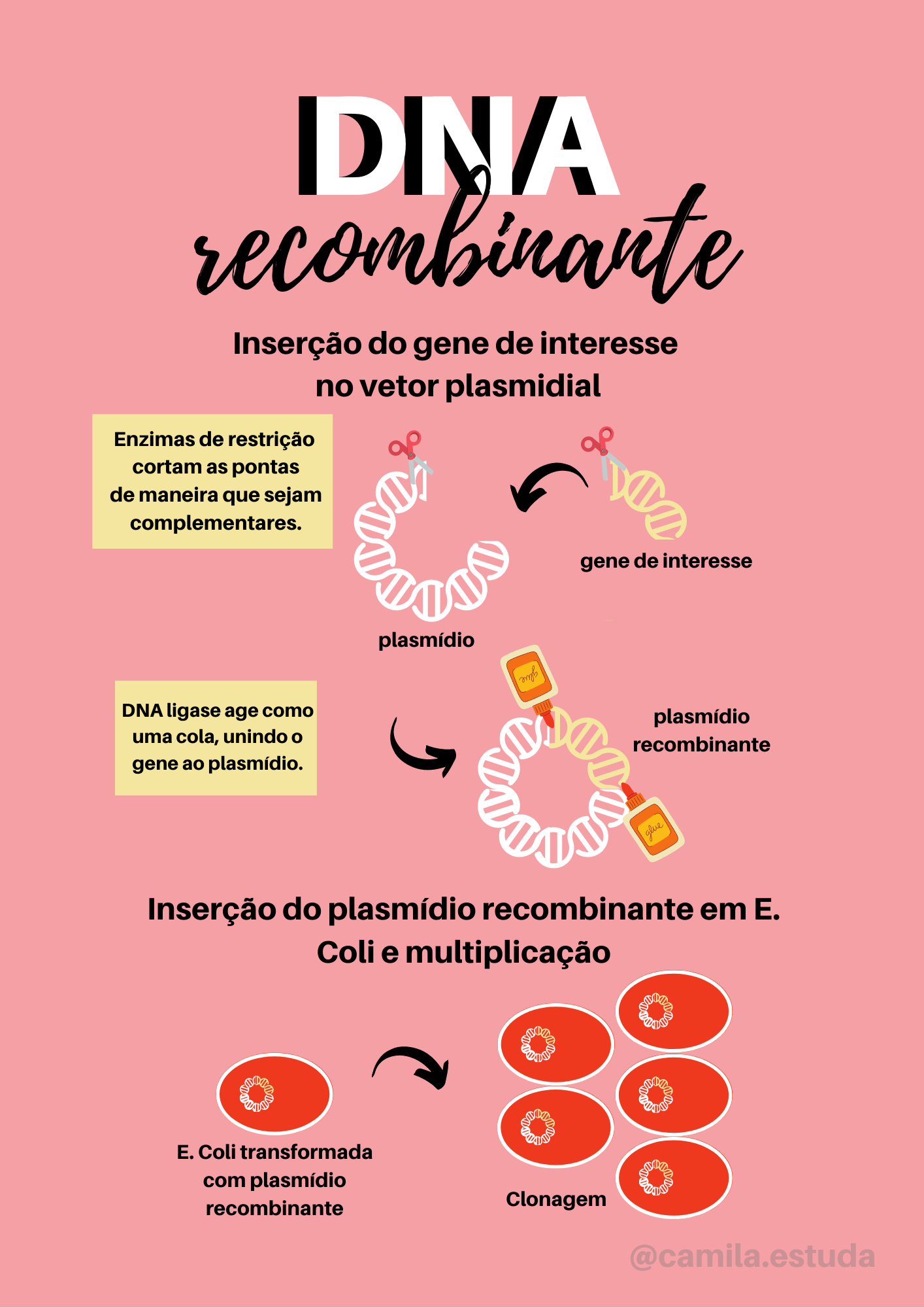 Tecnologia do DNA Recombinante na Biotecnologia, image size:1414x2000