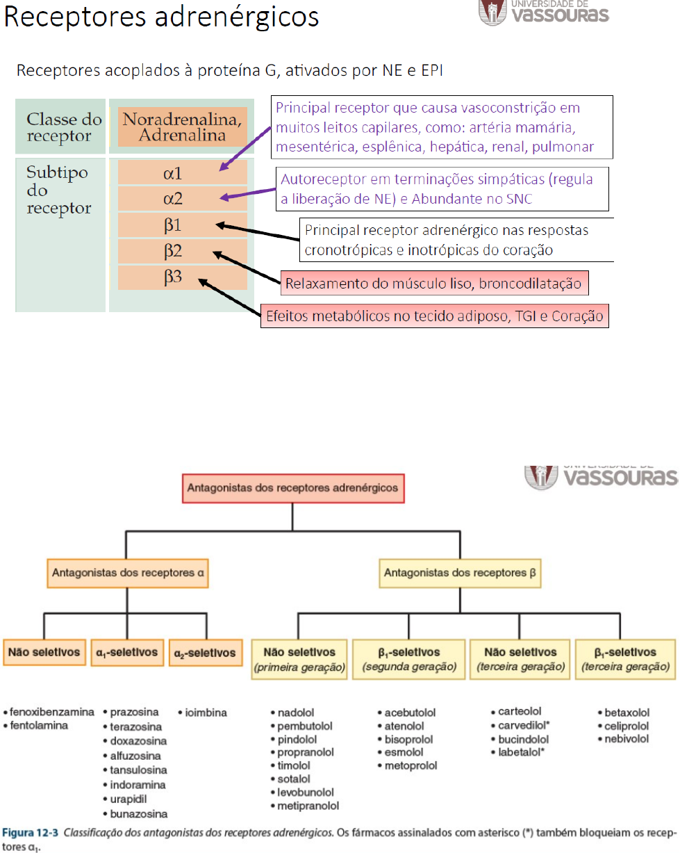 Resumo de Beta Bloqueadores adrenérgicos - Sanar Medicina