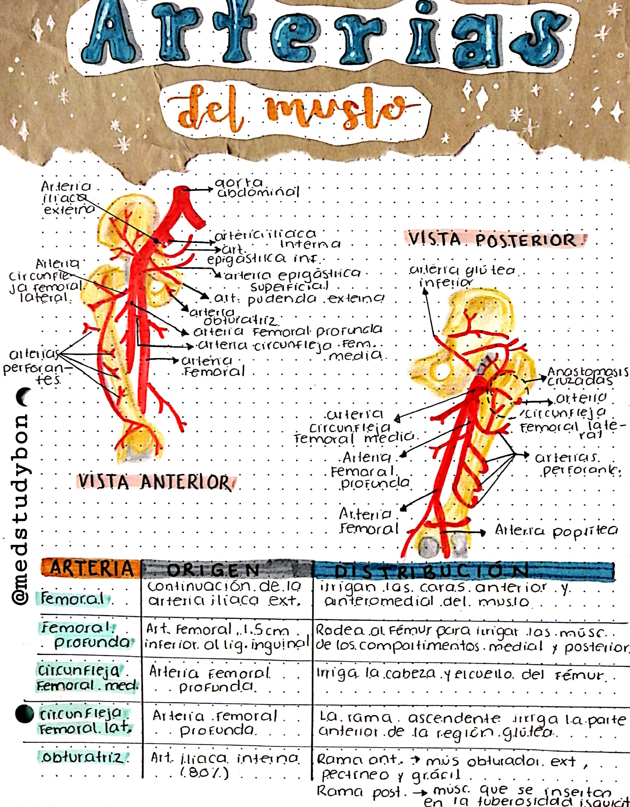 Arterias Del Muslo Nadia Torre Outros