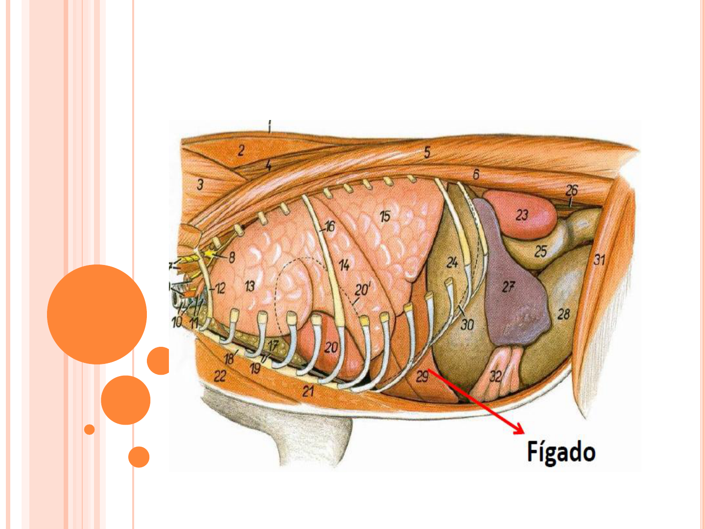 Grátis: ANATOMIA DO FÍGADO ANIMAL - Material Claro e Objetivo em PDF para  Estudo Rápido, image size:1440x1080