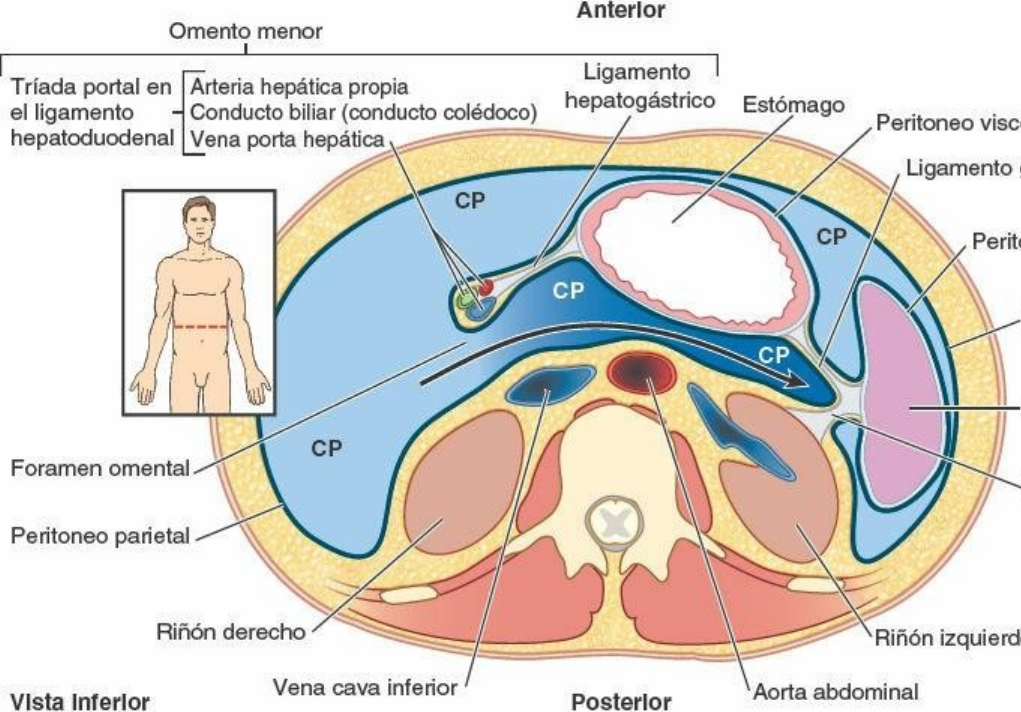 peritoneo visceral vs peritoneo parietal