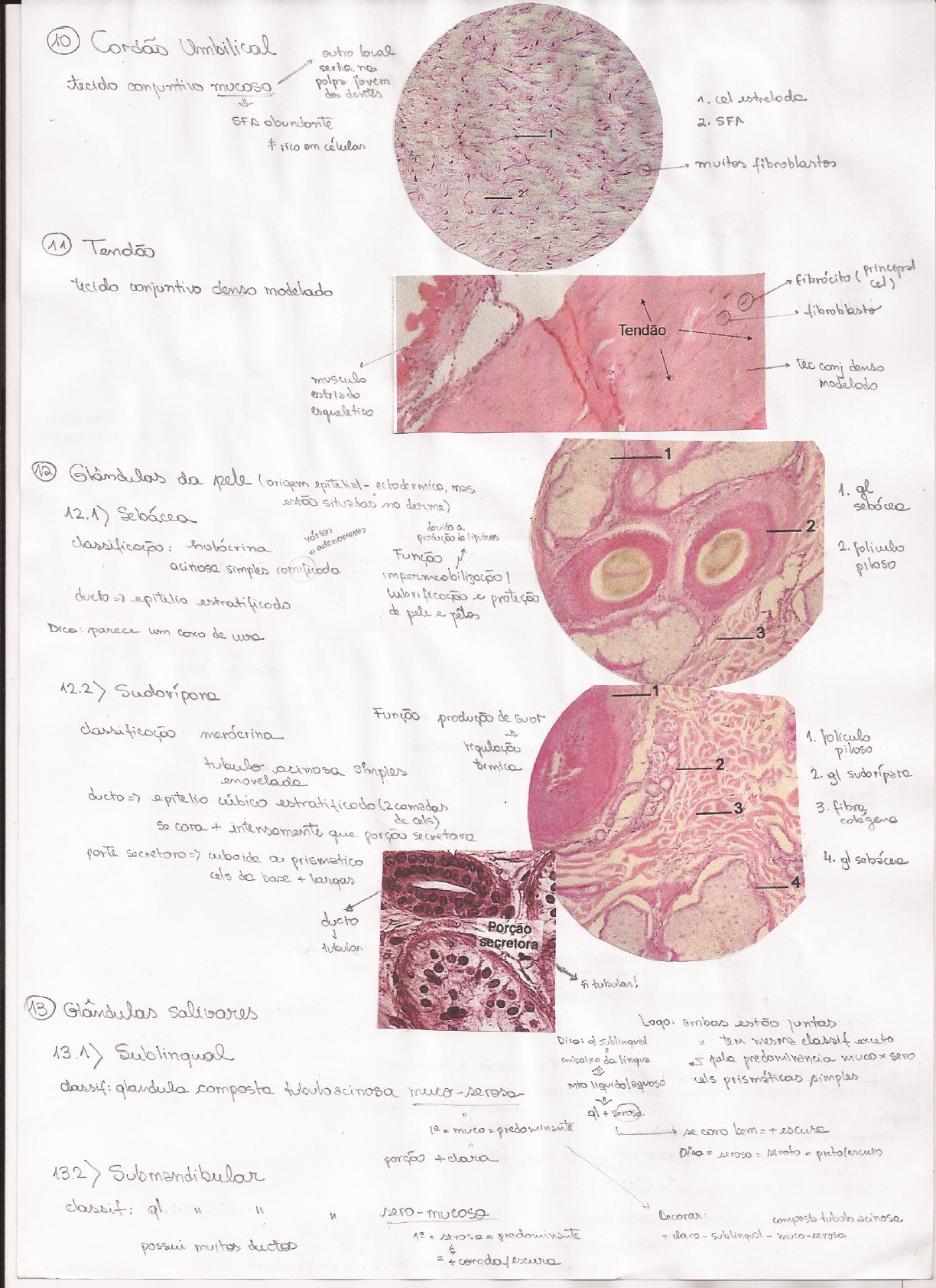 Resumo Das Laminas Histologia Histologia E Embriologia Geral