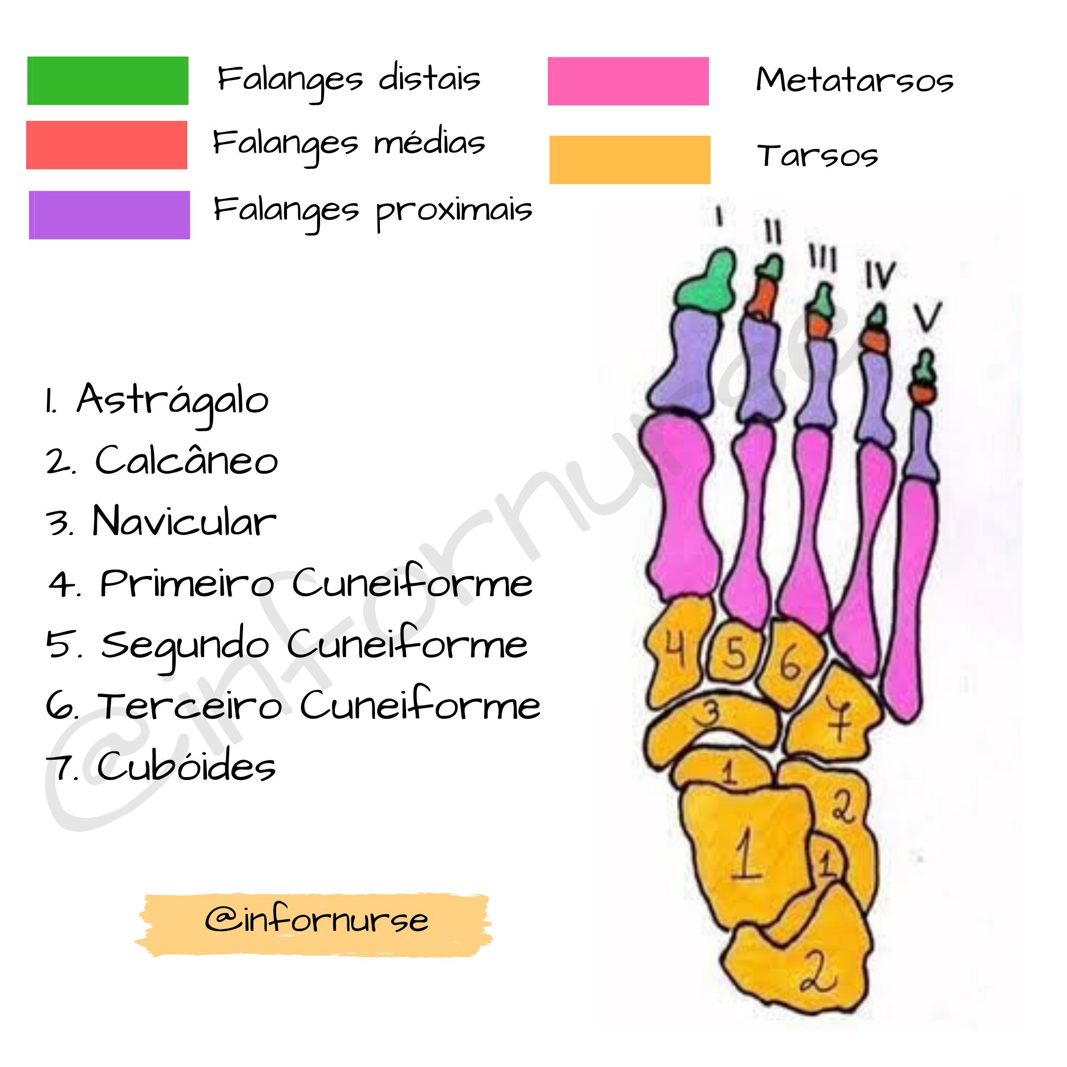 Regi es Do P Anatomia NAZAEDU Regi es Do P Anatomia NAZAEDU