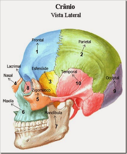 Cranio3 Thumb[2] - Anatomia I