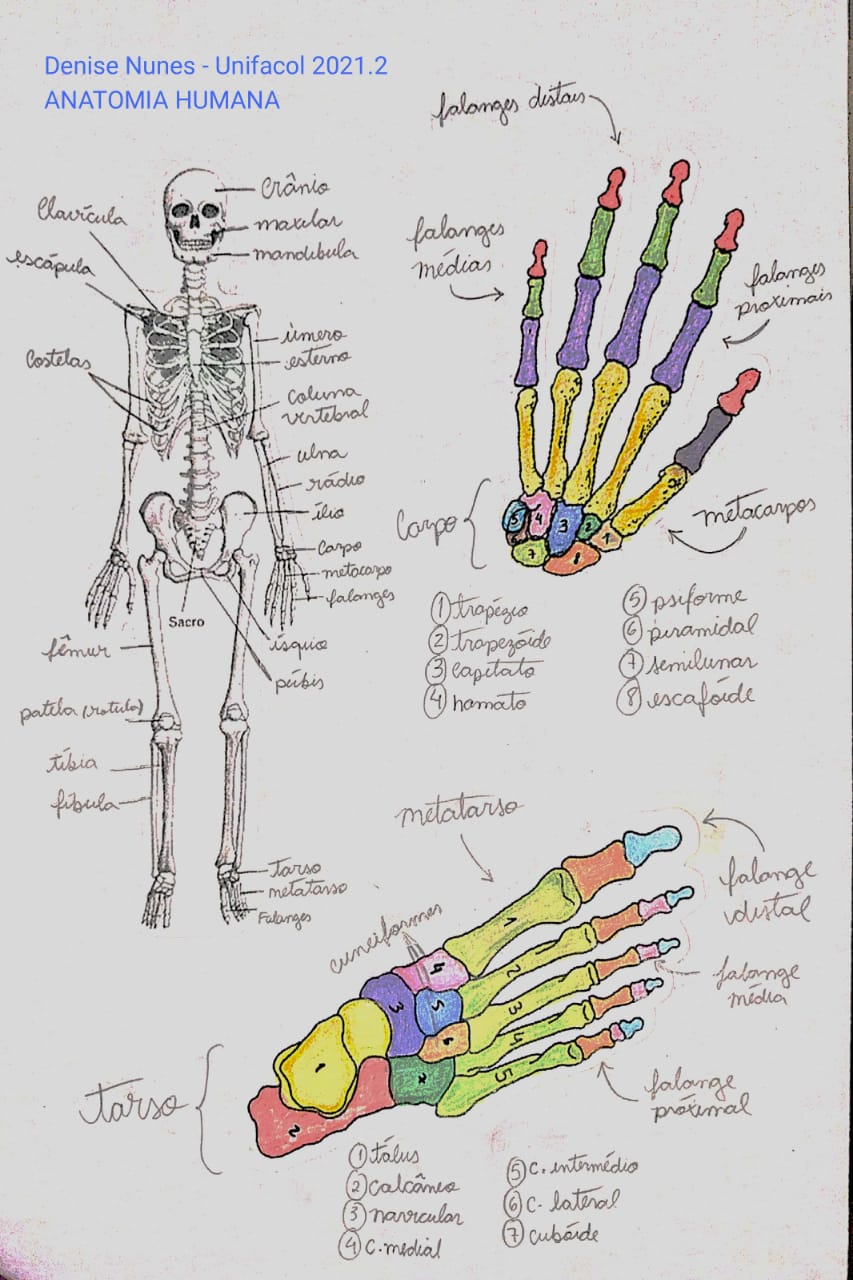 OSTEOLOGIA HUMANA - Anatomia I