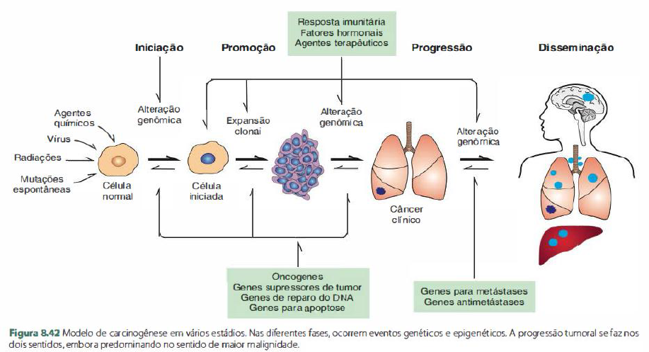 progressão da promoção da iniciação da carcinogênese