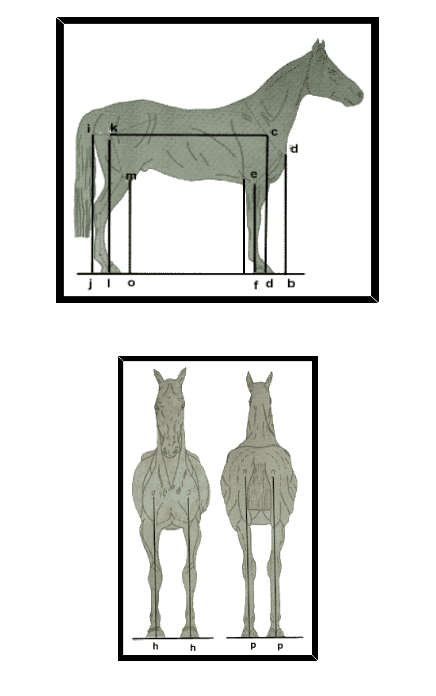 Tudo sobre cavalo: Aprumos