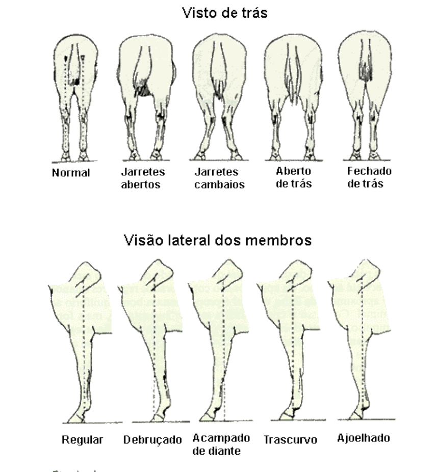 Tudo sobre cavalo: Aprumos