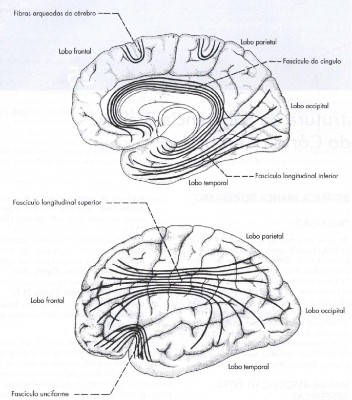 fascículo longitudinal superior